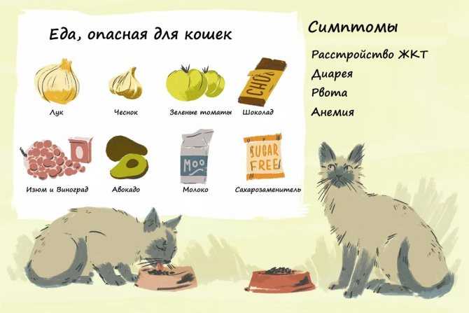 Сухой корм для кошек (79 фото): каким кормом лучше кормить кошку? классы и варианты состава. рейтинг производителей. отзывы ветеринаров