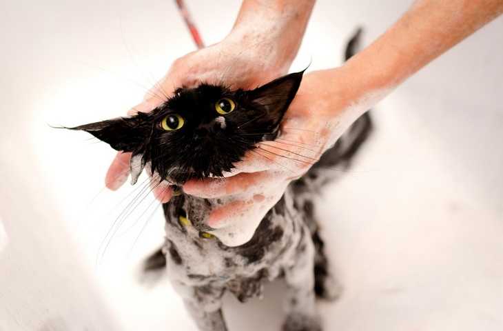Почему кошки и коты боятся воды