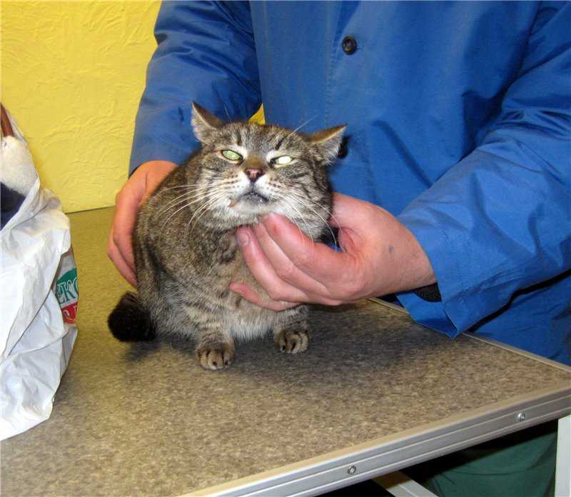 Лимфома (лимфосаркома) у кошек: симптомы и лечение - ситивет, спб