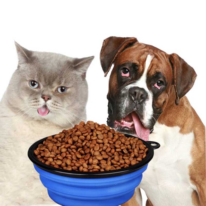 Можно ли кормить котёнка кормом для взрослых кошек