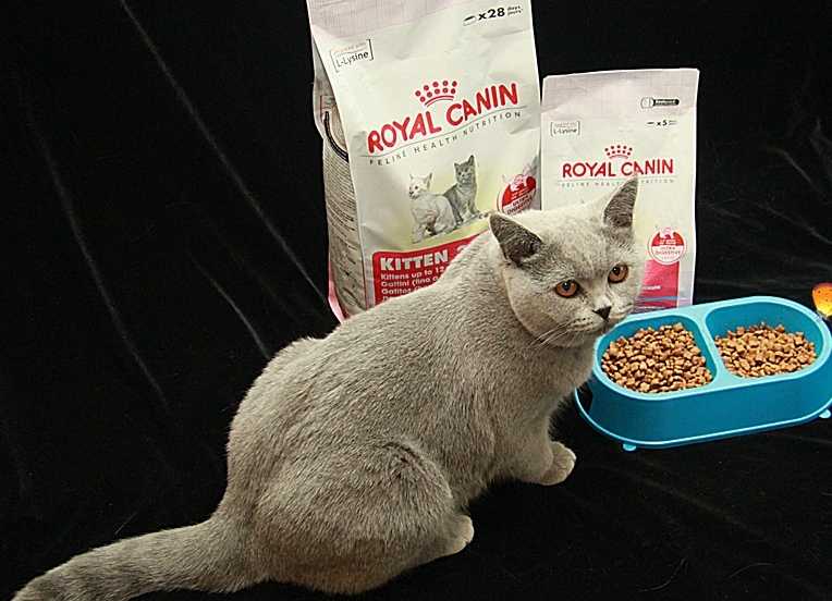 Чем кормить беременную кошку: особенности натурального и промышленного питания
