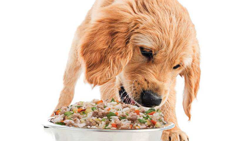 Сухой корм или натуральный для собак - чем лучше кормить питомца | petguru