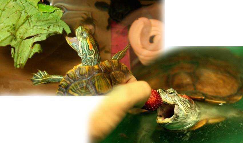 Как спариваются черепахи в домашних условиях