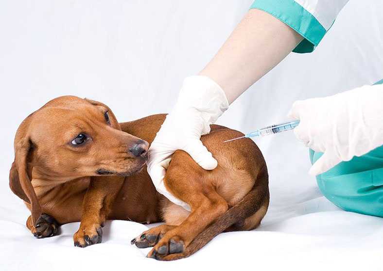 Бешенство у собак, вакцинация от бешенства