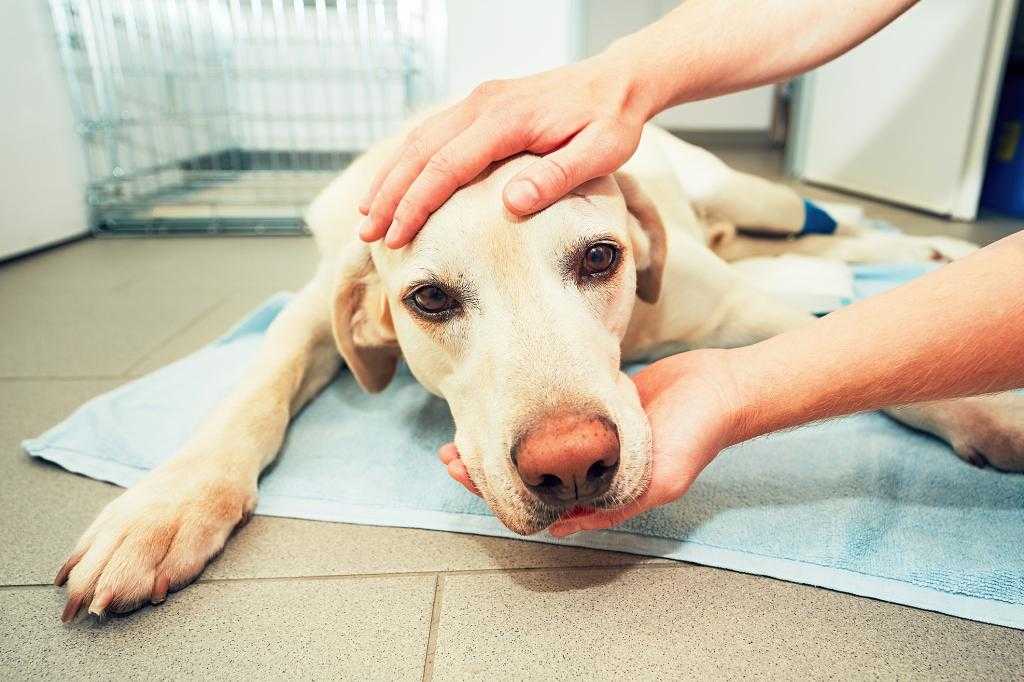 Всегда ли паралич задних конечностей у собак - приговор?