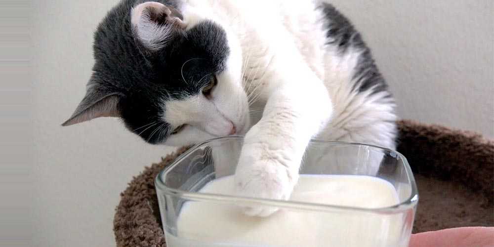 Можно ли давать молоко и кисломолочные продукты кошкам и котятам