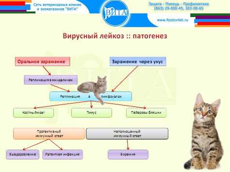 Вирусная лейкемия (лейкоз) у кошек. симптомы, диагностика, лечение вирусного лейкоза кошек