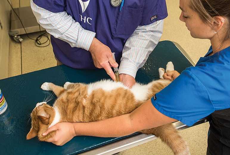 Лечение и профилактика мочекаменной болезни у кошек и собак | артемида - ветеринарная клиника во владимире с 25-летней историей