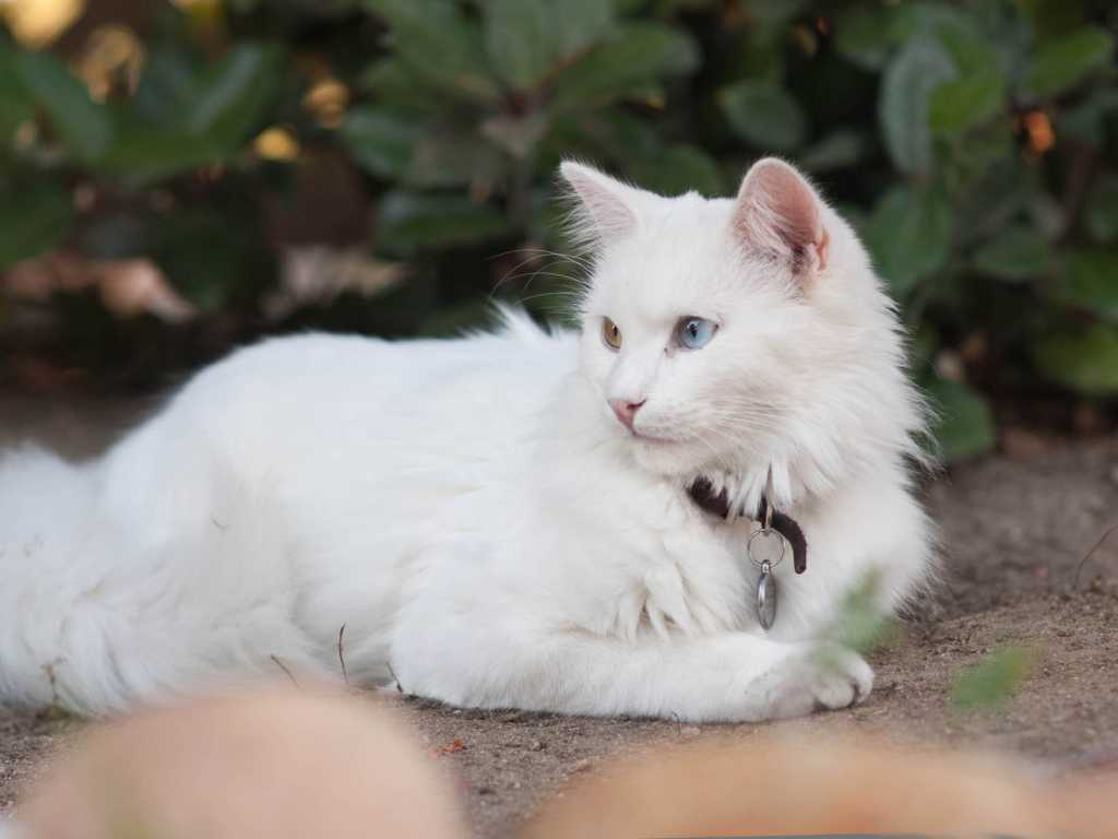 Породы белых кошек: список с фото и названиями