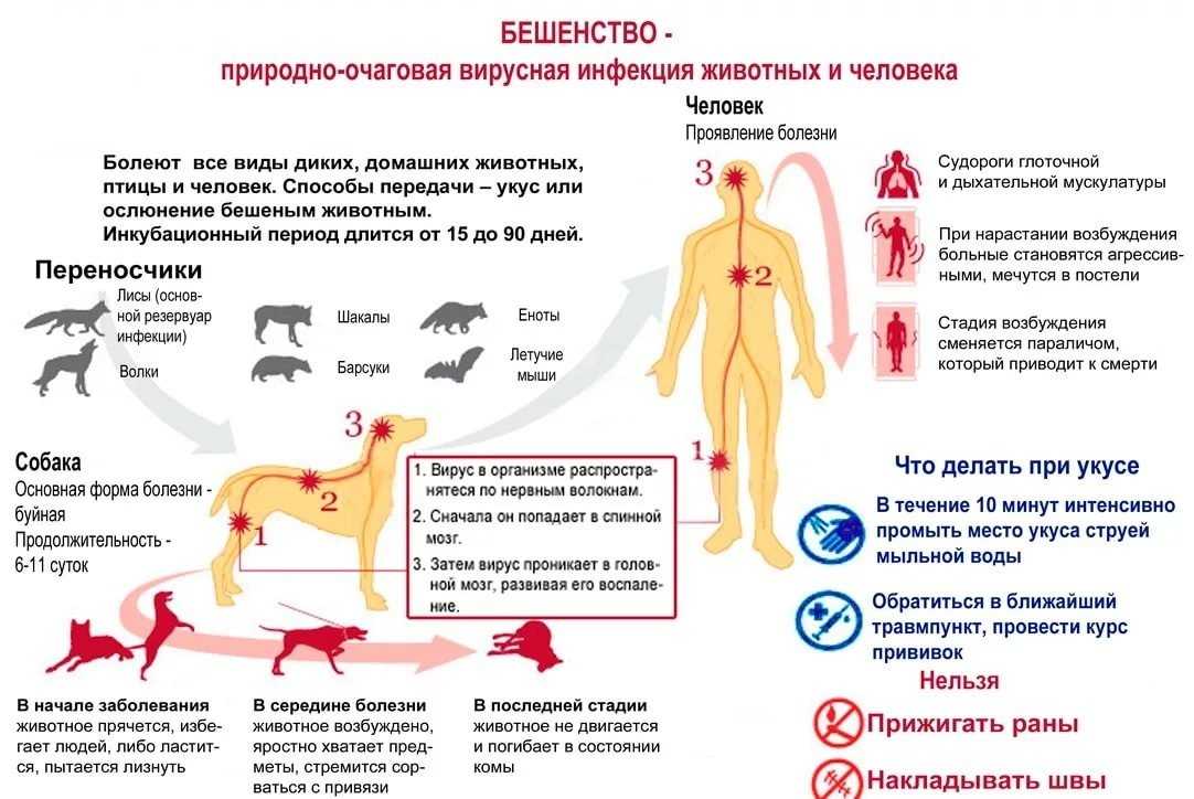 Правильное содержание декоративных крыс дома