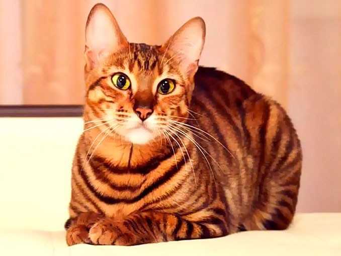 Описание появления гибридных пород кошек: бенгальская, тойгер и саванна