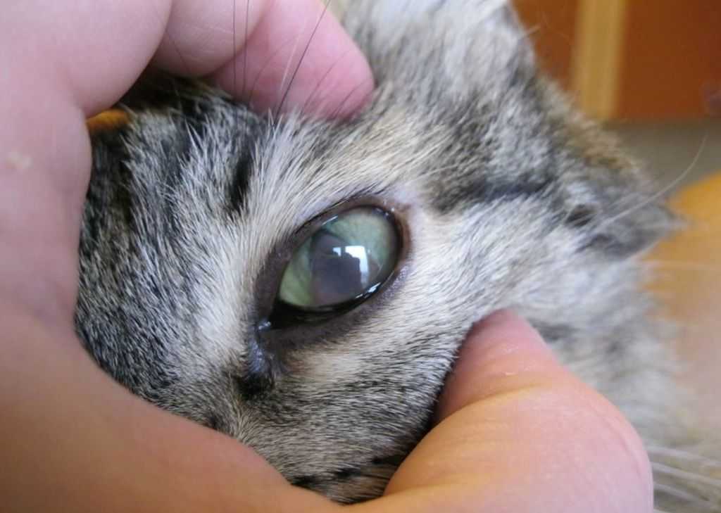 Что делать, если у кошки слезятся глаза: наиболее распространенные причины слезотечения, диагностика, чем лечить питомца, профилактические меры