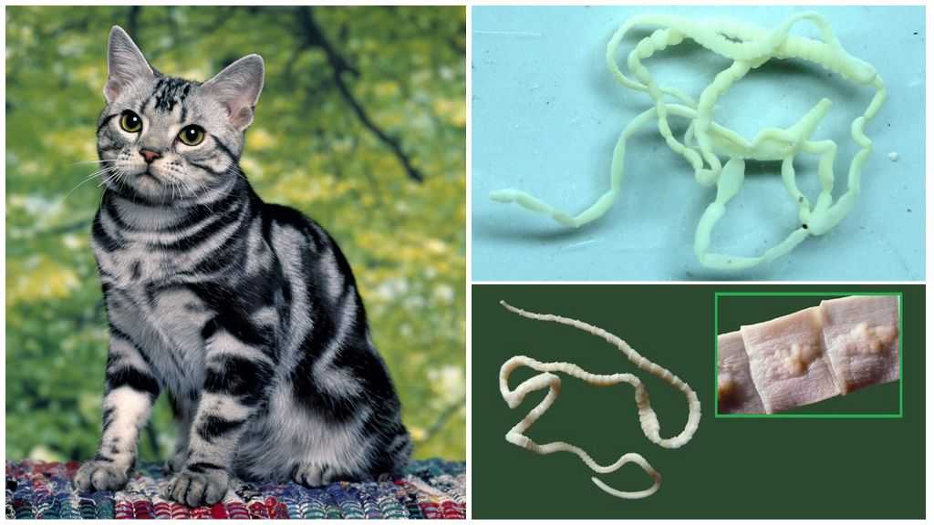 Паразиты у кошек: разновидности, опасность для здоровья животного и человека