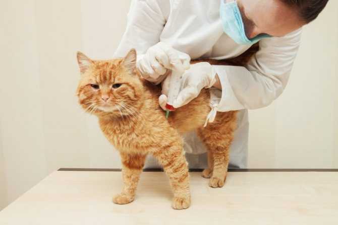 Симптомы и лечение панлейкопении у кошек в нижнем новгороде