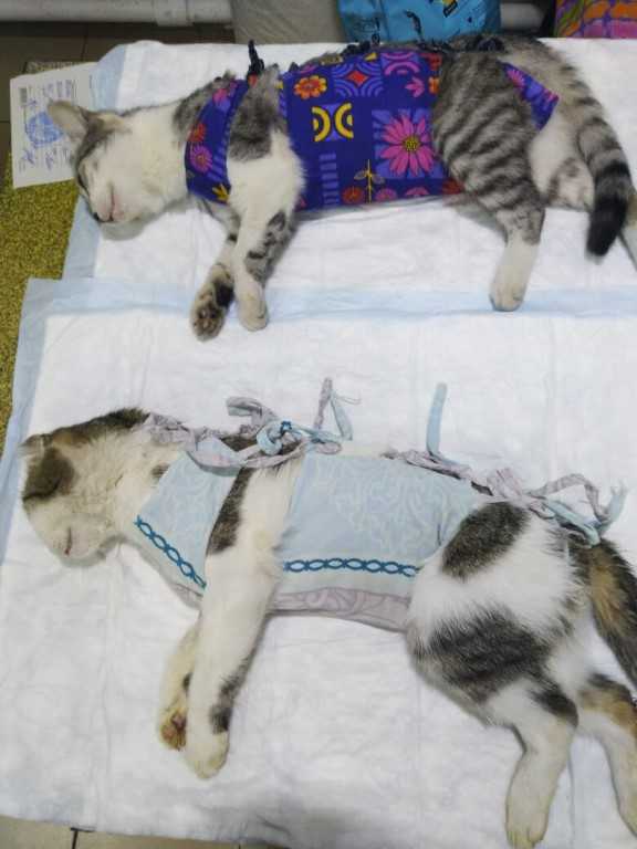 Температура у кошки после стерилизации: пониженная, высокая, что делать