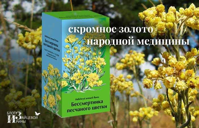 Бессмертник курсивный   - helichrysum italicum