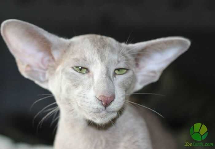 Породы кошек с кисточками на ушах (30 фото): названия больших пород домашних котов и правила их содержания