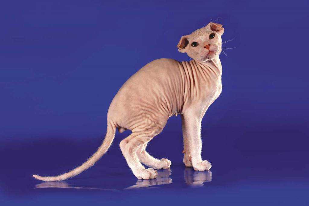 Вислоухая порода кошек без шерсти украинский левкой, фото и описнание
