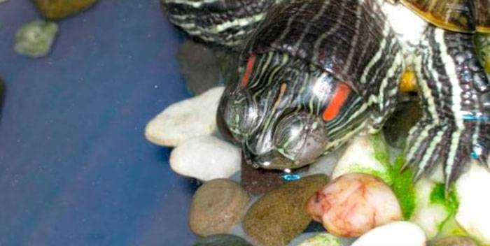 Почему панцирь красноухой черепахи потемнел или позеленел