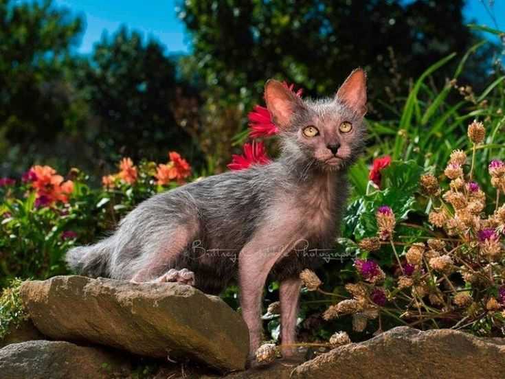 Кошка – оборотень: редкая и необычная порода ликой