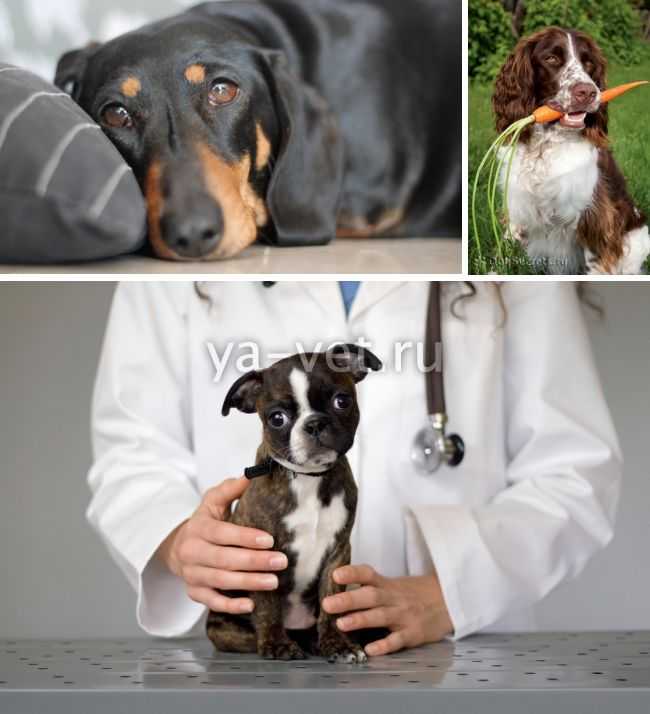 Ветеринарная гепатология, заболевание печени