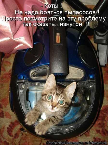 ᐉ почему кошка прячется под одеялом? - zoomanji.ru