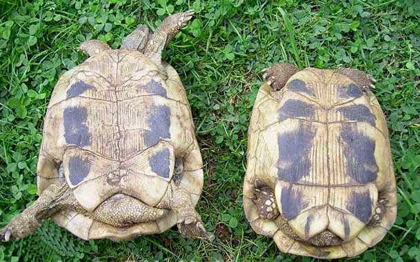 Как определить пол красноухой черепахи: характерные особенности