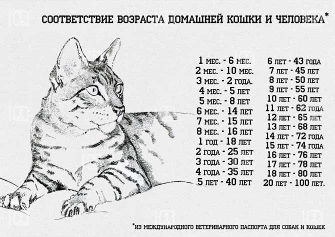 Сколько лет живут кошки? это вас удивит: новости, кошки, диета, возраст, здоровье, советы, домашние животные