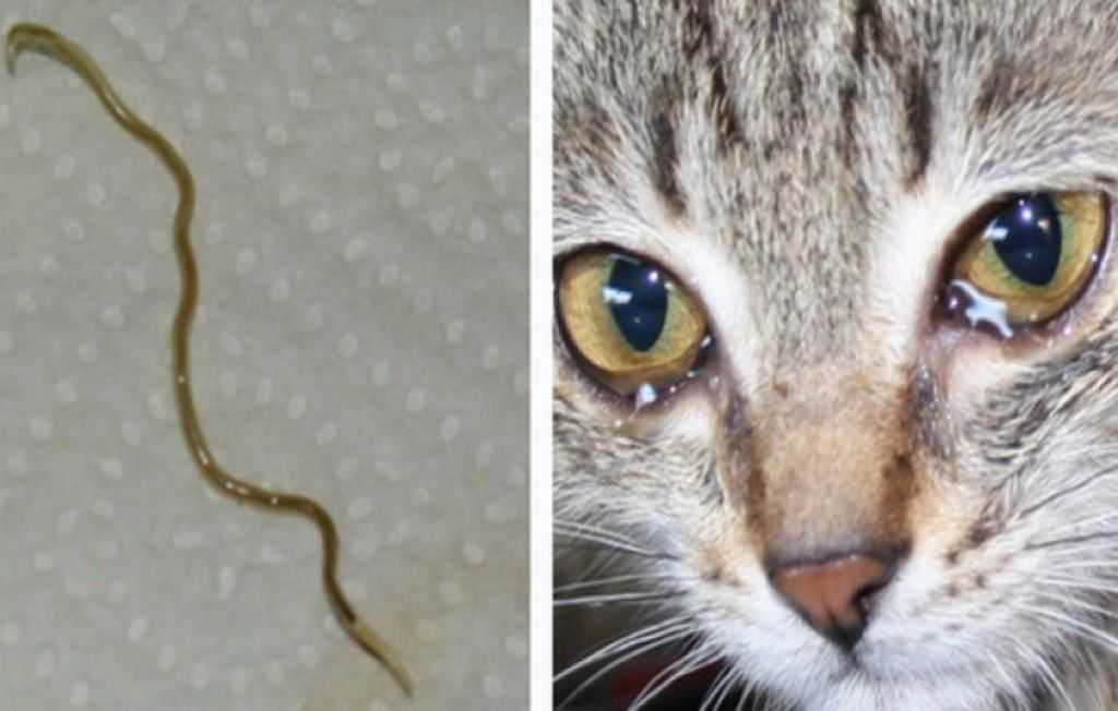 Кошачьи паразиты: знай врага в лицо