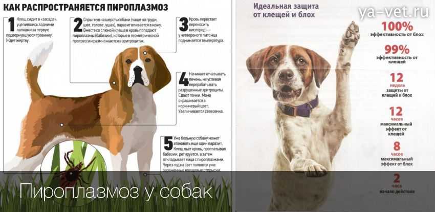Пироплазмоз у собак: первые признаки, инкубационный период, схема лечения пироплазмоза у собак и щенков, бабезиоз у собак
