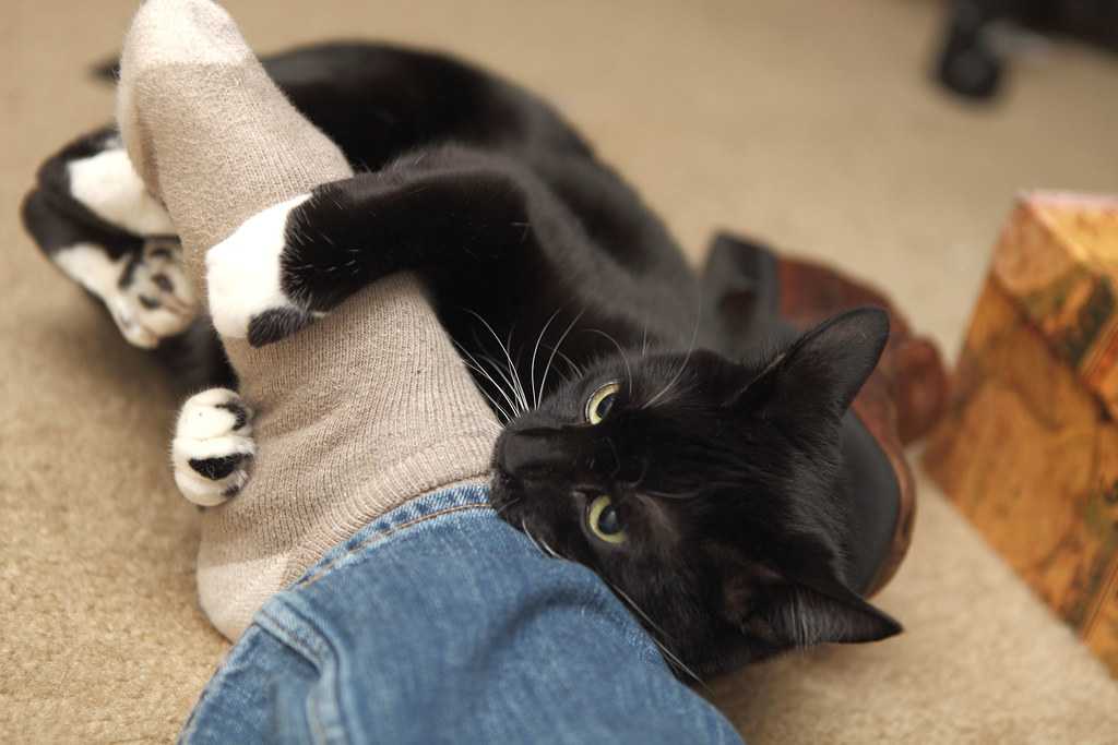 6 причин, почему кошка кусает за ноги хозяина