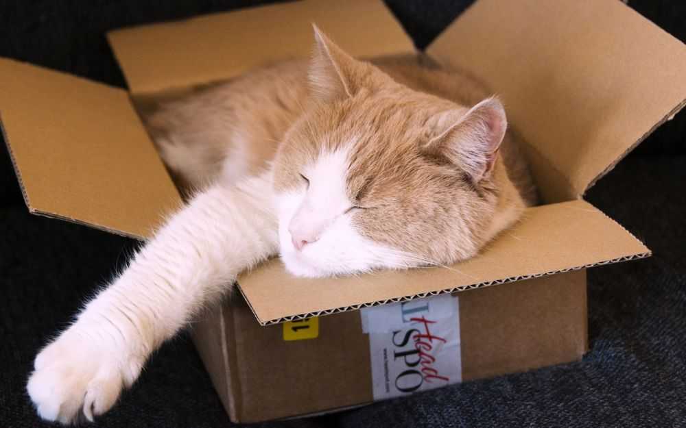 Почему кошки любят коробки, версии с точки зрения специалистов, видео