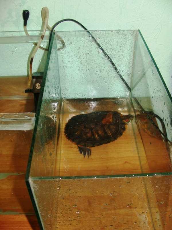 Какая вода нужна красноухой черепахе, сколько наливать в аквариум при содержании в домашних условиях