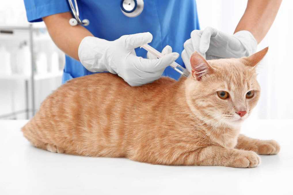Заболевания кошек, характерные для разных пород