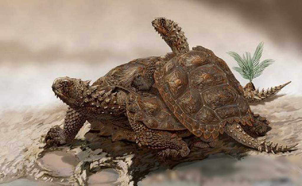 10 заблуждений о черепахах (11 фото)