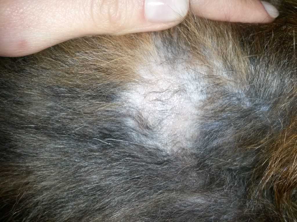 3 причины почему лысеет кошка - симптомы и лечение