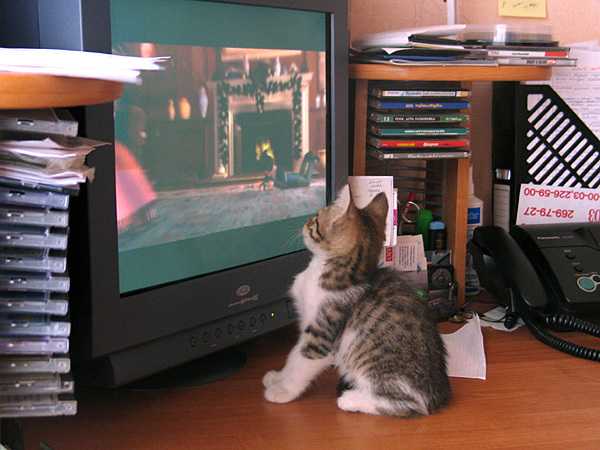 Смотрят кошки на экране. Котенок телевизор. Кот и телевизор. Котик и телевизор. Кот в телеке.