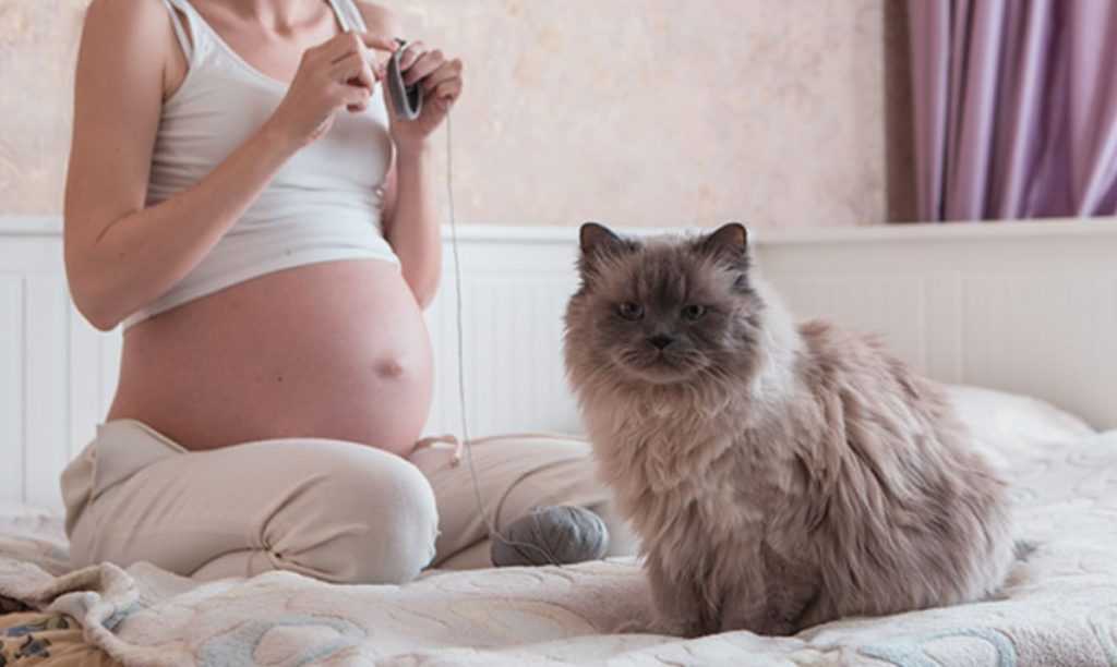 Почему беременным нельзя гладить кошек? чем грозит такое общение?