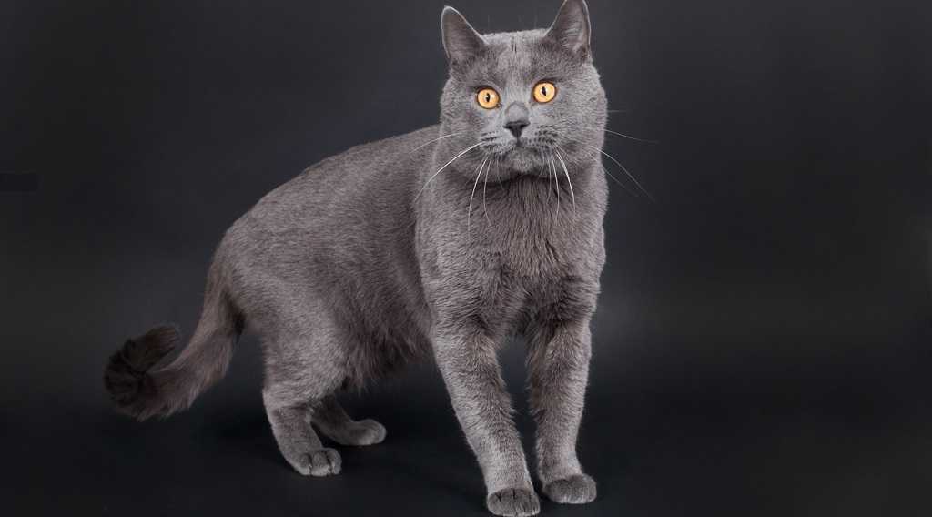 Шартрез кошка фото и описание породы картезианская