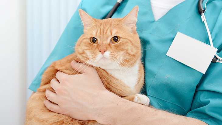 Затруднение дефекации или ее отсутствие (запор) у кошек | бетховен – ветеринарная клиника, красноярск