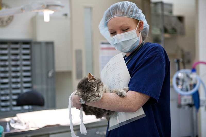 Какой должен быть уход за кошкой после стерилизацииветлечебница рос-вет