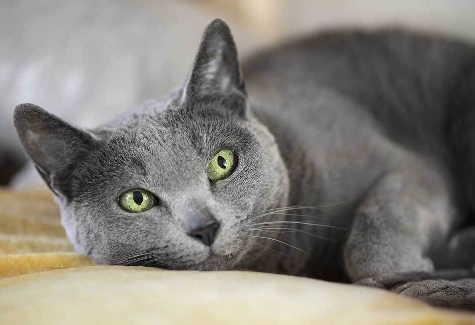 Стоит ли заводить русскую голубую кошку — плюсы и минусы породы