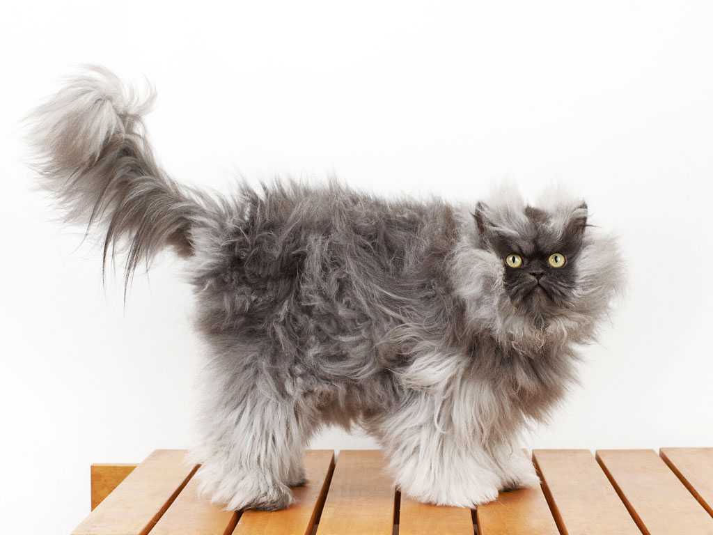 20 самых красивых пород кошек в мире: фото