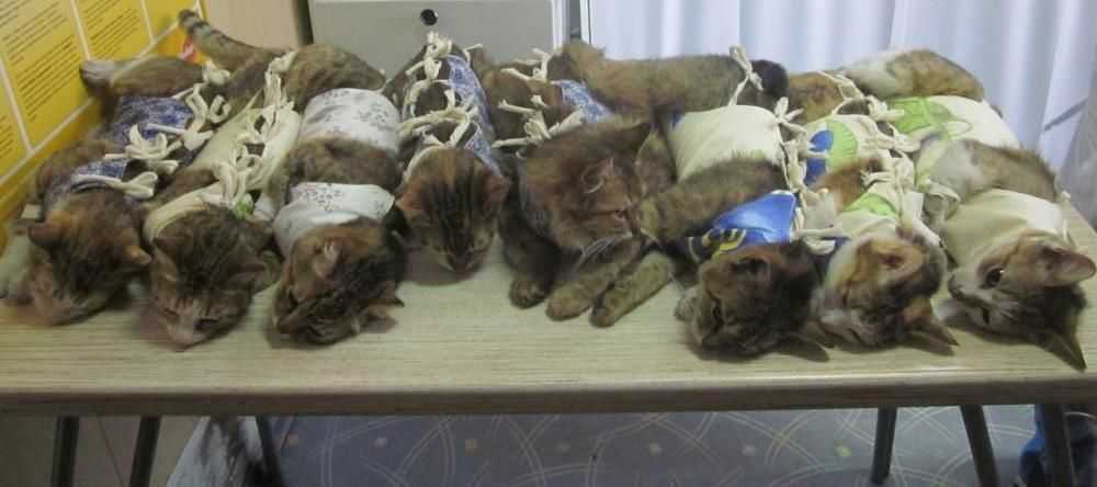 Сколько кошка отходит от наркоза после стерилизации, почему она вялая и много спит?