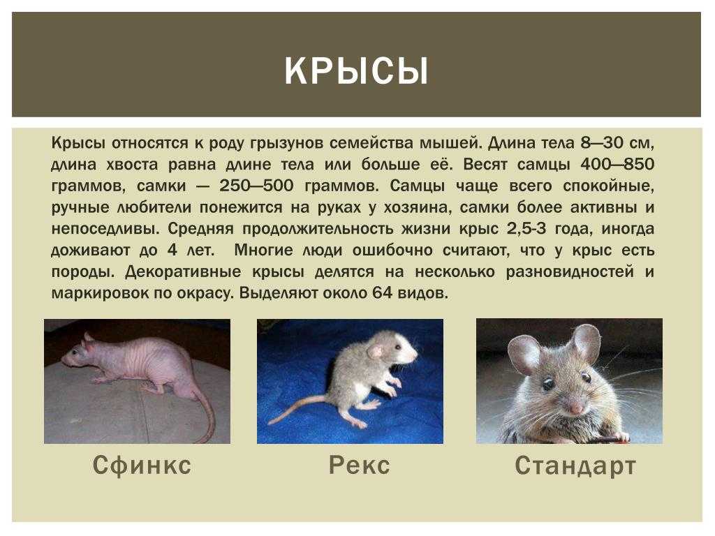 Продолжительность жизни декоративной крысы