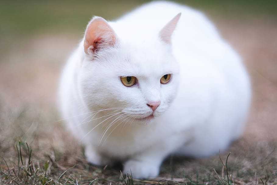 У вас белая кошка? вот что нужно знать - статьи