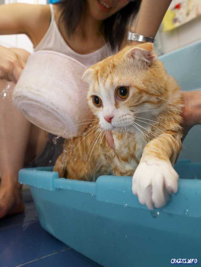 Почему коты боятся воды: причины, как купать котенка, взрослую кошку