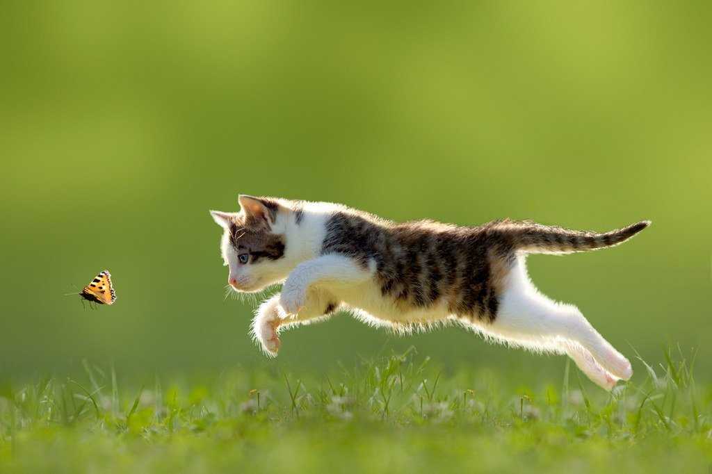 Котик-самолётик: как перевозить кошку в самолёте