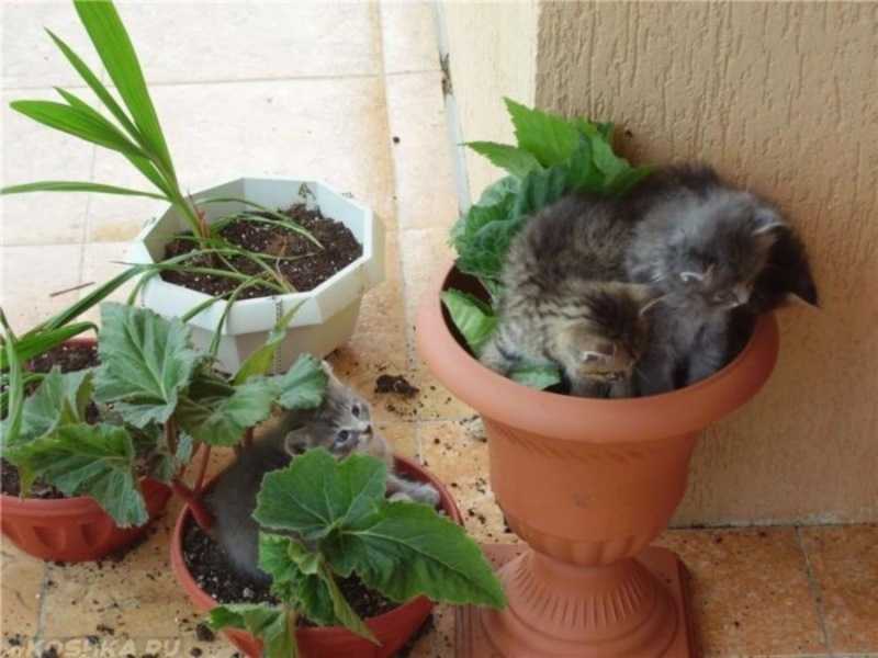 ᐉ комнатные растения, безопасные для кошек - ➡ motildazoo.ru