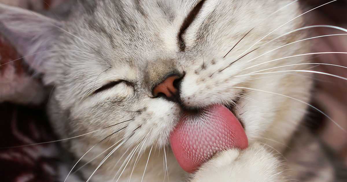 ᐉ почему у кошки шершавый язык? - zoomanji.ru